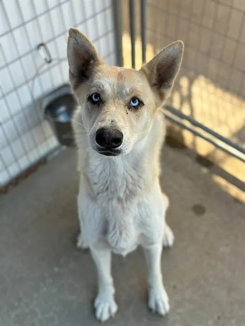 Adoptable Dog