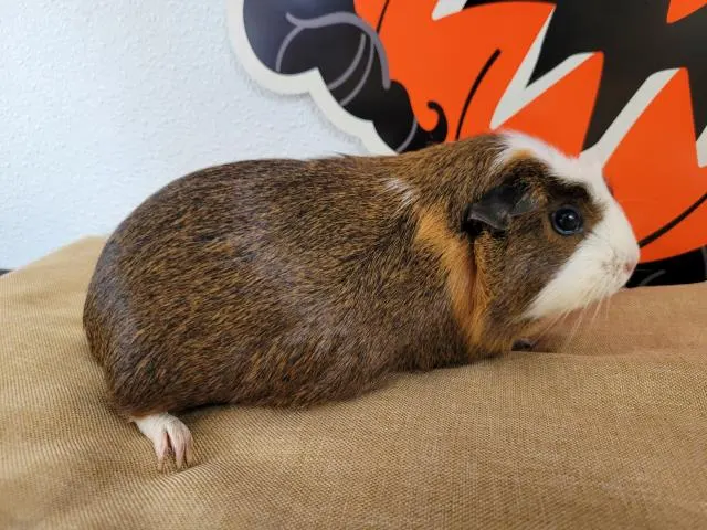 Pumpkin