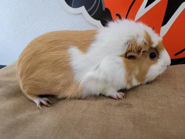 Cheetos