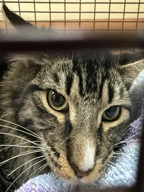Adoptable Cat
