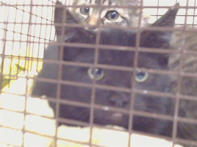 Adoptable Cat