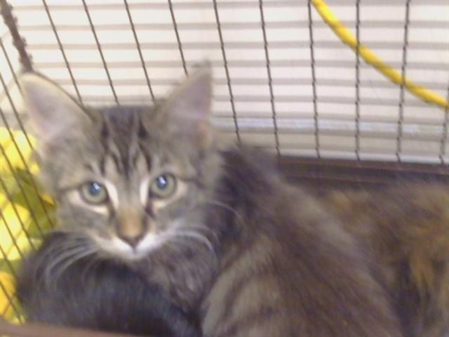 Adoptable Cat