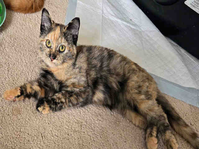 Clover-In Foster