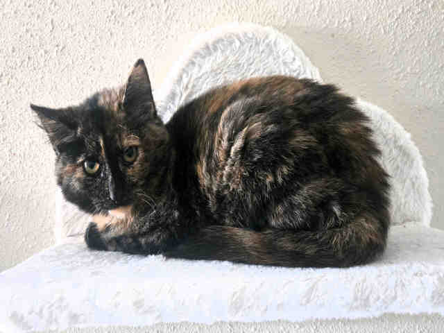 Chickpea-In Foster