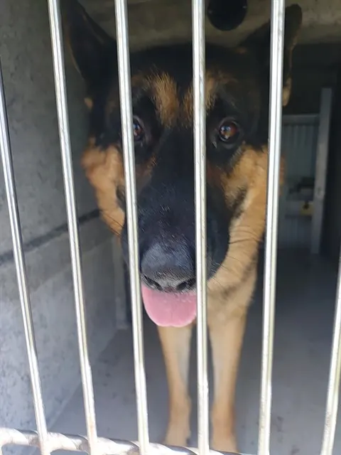 Adoptable Dog