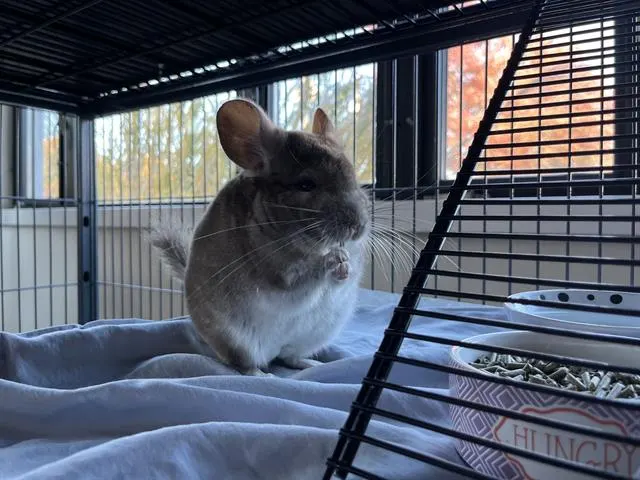 Alvin