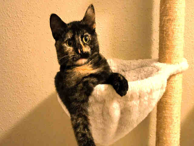 Magnolia-In Foster