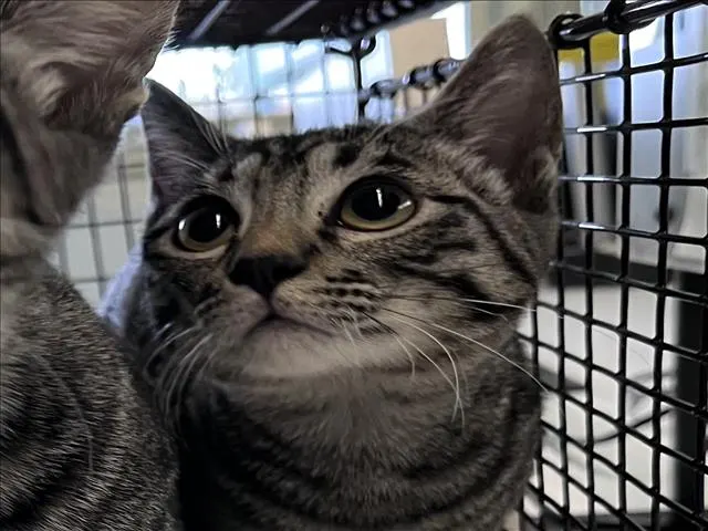 Dorito