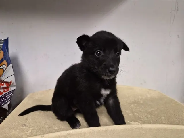 Adoptable Dog