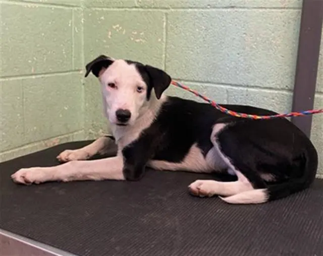 Adoptable Dog
