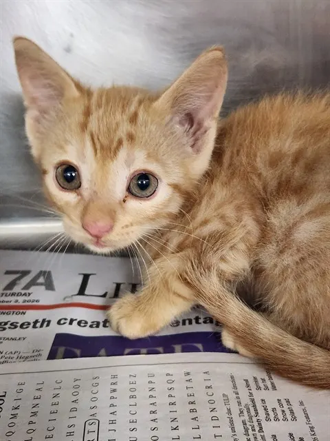 Adoptable Cat