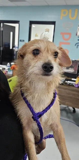 Adoptable Dog