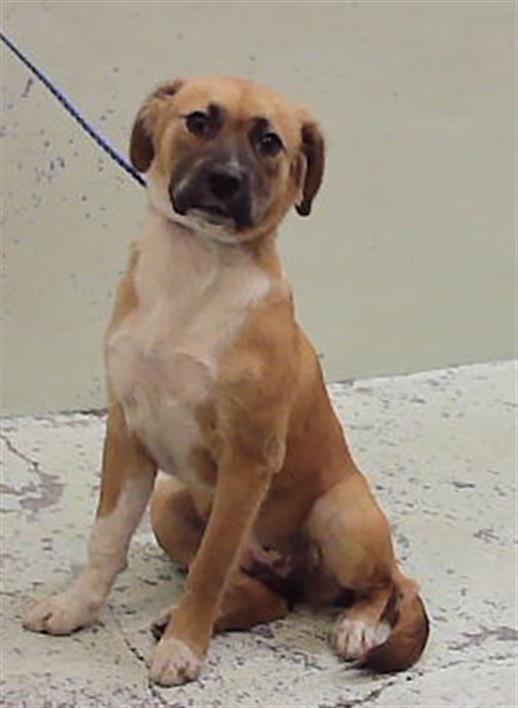 Adoptable Dog