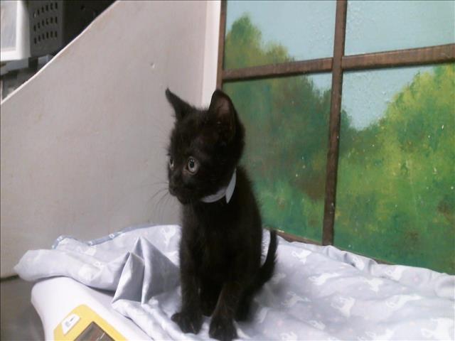Spencer