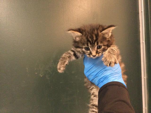 Adoptable Cat