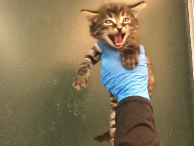 Adoptable Cat