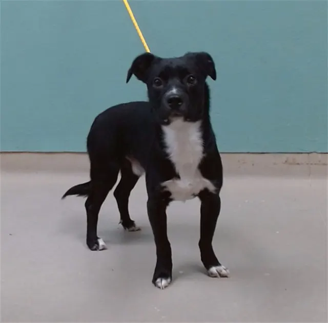 Adoptable Dog