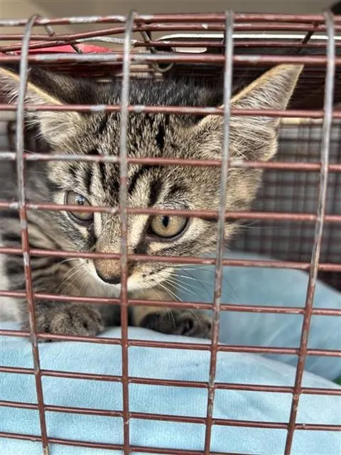 Adoptable Cat