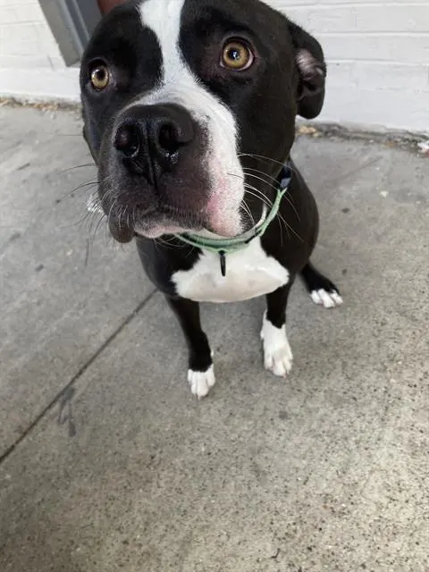 Deebo