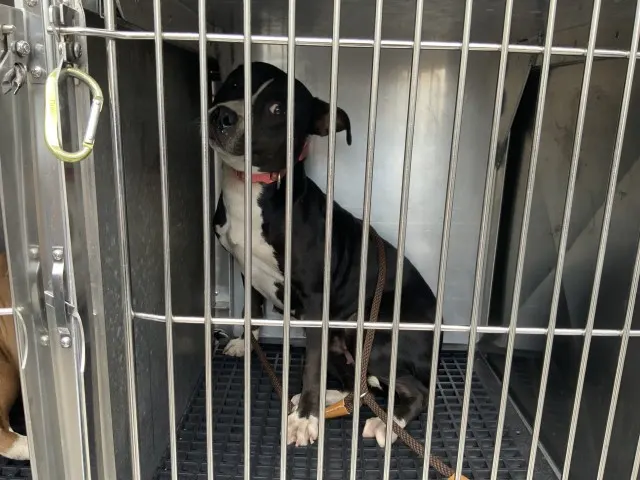 Adoptable Dog