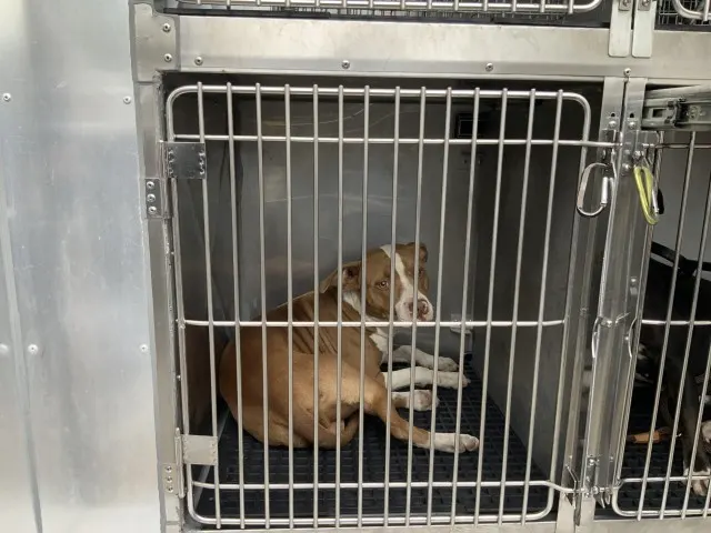 Adoptable Dog
