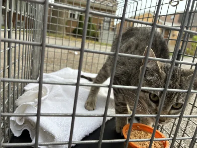 Adoptable Cat