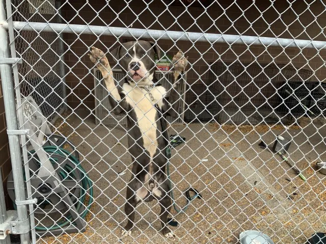 Adoptable Dog