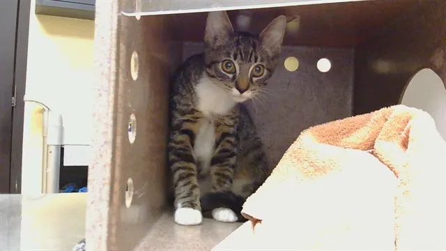 *Mr Skitty*