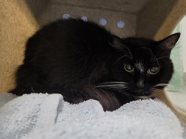 Peggy