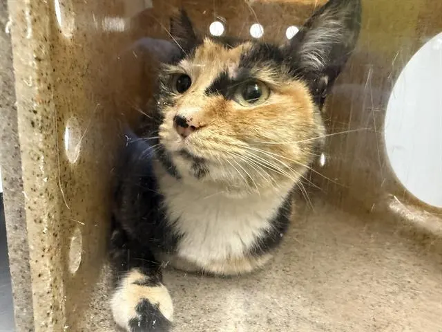 Cali