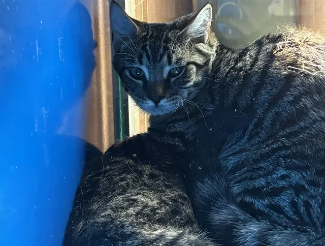 George