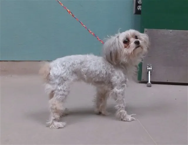 Adoptable Dog