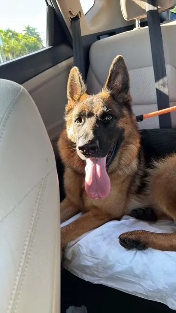 Stella