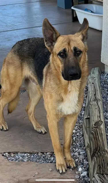 Bo