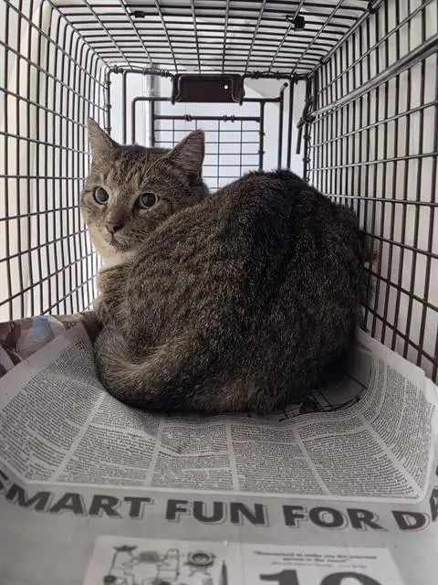 Adoptable Cat