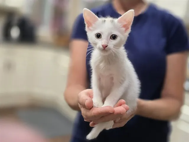 *Rita Hayworth