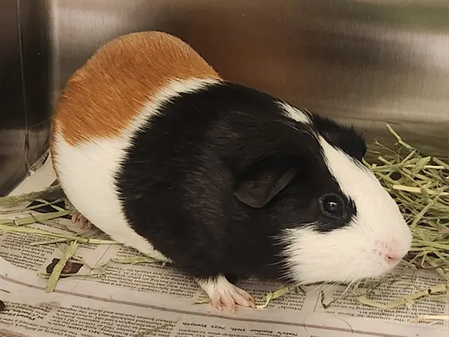 Coco