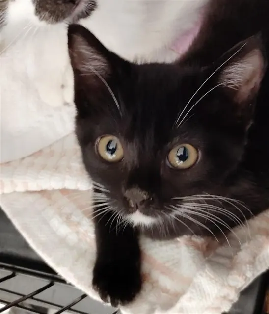 Kit Kat