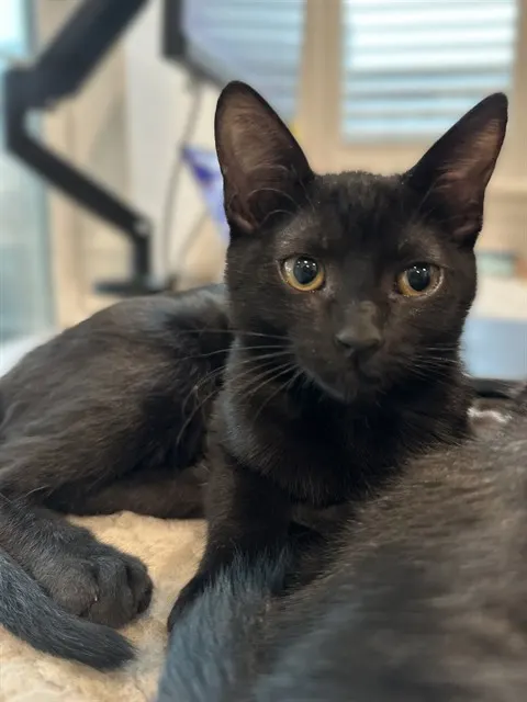 Tofu