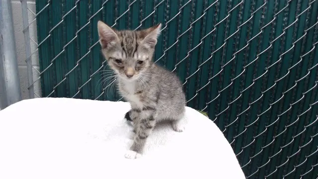 Minkus