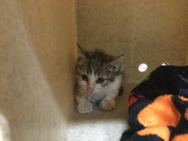 Adoptable Cat