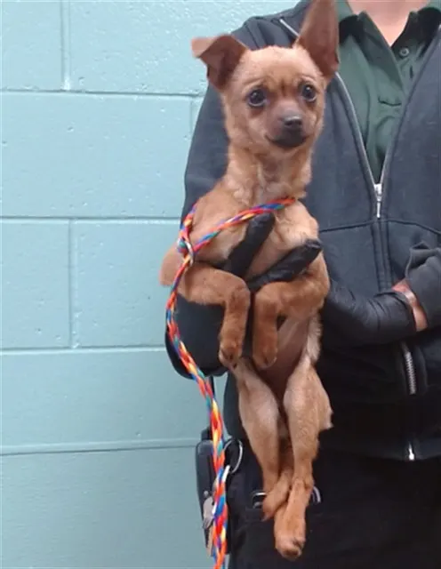 Adoptable Dog