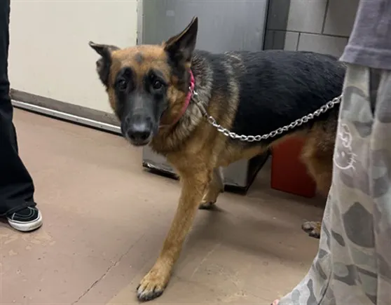 Adoptable Dog