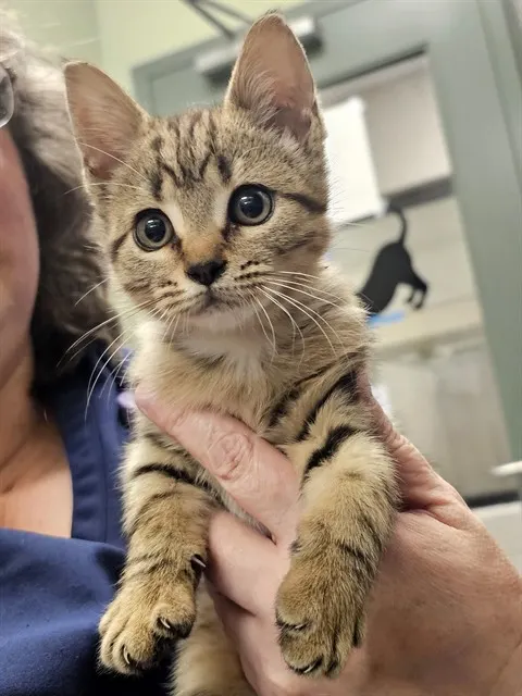 Kiki