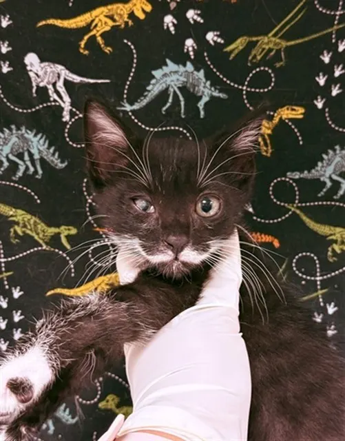 Bigotes Romeow