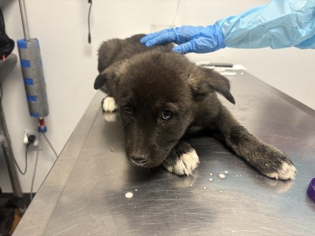 Adoptable Dog