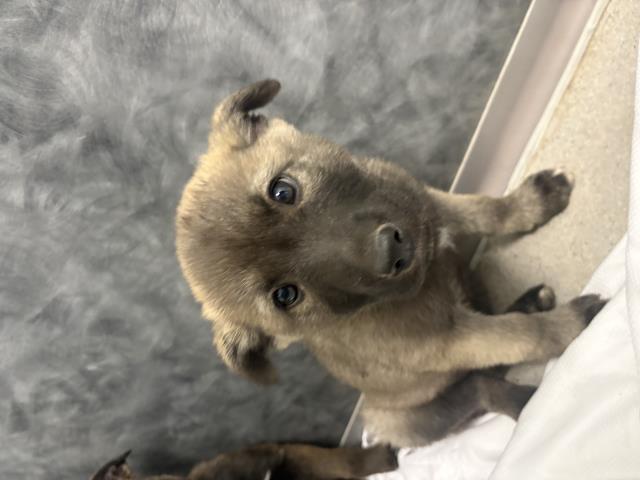 Adoptable Dog
