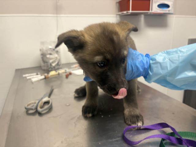 Adoptable Dog