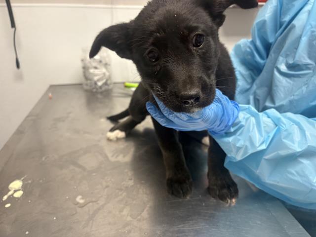 Adoptable Dog