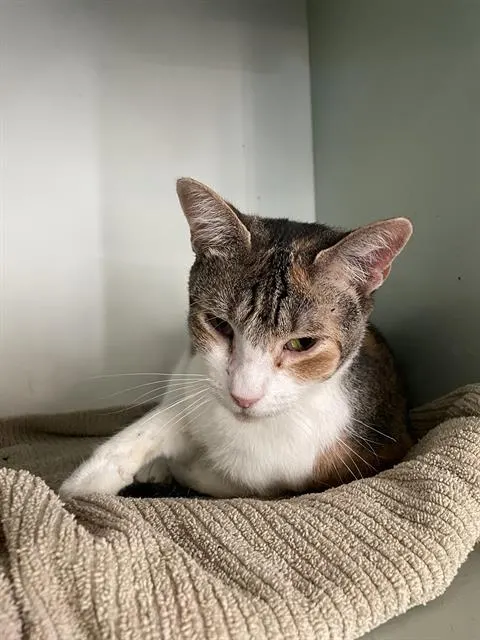 Tabitha